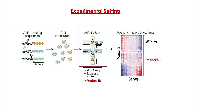 Massively parallel phenotyping of coding variants in cancer with Perturb-seq